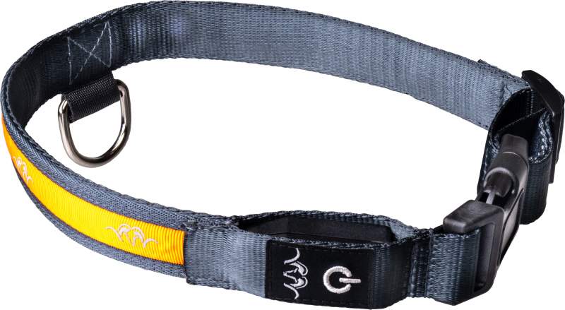 Blaser Halsband LED 